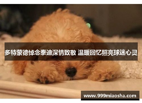 多特蒙德悼念泰迪深情致敬 温暖回忆照亮球迷心灵